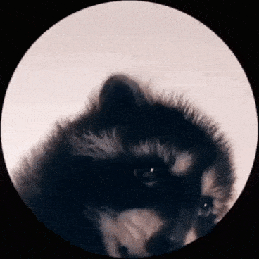 GIF Amusant